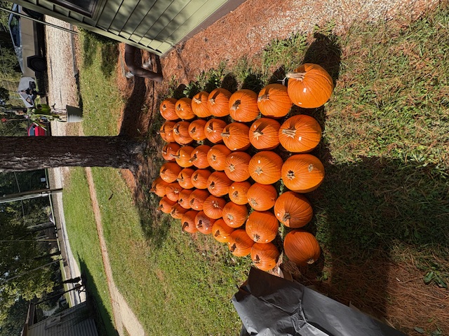 pumpkins